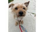 Adopt Vincent a Yorkshire Terrier, Mixed Breed