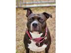 Adopt Pugsley a American Bully