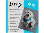 Adopt Larry a Miniature Poodle