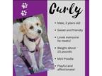 Adopt Curly a Miniature Poodle