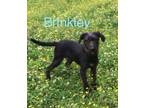 Adopt Brinkley a Mixed Breed
