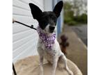 Adopt Boba a Parson Russell Terrier