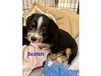 Adopt Scotch a Yorkshire Terrier, Mixed Breed