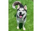 Adopt Chase aka Wolfe A048141 a Siberian Husky
