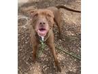 Adopt Caribou a Pit Bull Terrier