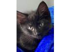 Adopt Cookie (Bailey's kittens 2) a Domestic Short Hair