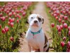 Adopt Meatball a American Staffordshire Terrier, Mixed Breed