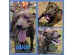 Adopt Banjo - MI a Terrier, Labrador Retriever