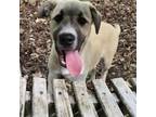 Adopt Archie a Anatolian Shepherd, Mixed Breed