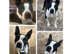 Adopt Bruno a Boston Terrier, Terrier