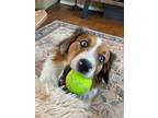 Adopt Bruno a Australian Shepherd, Corgi