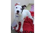 Quetzalli American Pit Bull Terrier Young Female