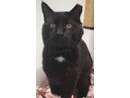 Adopt Gregorio a Domestic Short Hair