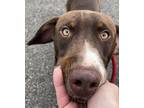 Adopt Stitch a Pointer