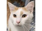 Adopt Rock a Domestic Short Hair