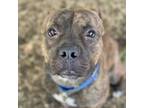 Adopt Gumbo a Mixed Breed