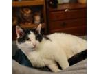 Adopt Alvin a Domestic Short Hair