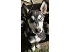 Adopt Enzo a Siberian Husky