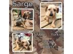 Adopt Sarge a Yorkshire Terrier