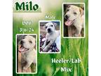 Adopt Milo a Australian Cattle Dog / Blue Heeler, Labrador Retriever