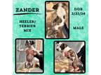 Adopt Zander a Australian Cattle Dog / Blue Heeler