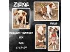 Adopt Zeke a Australian Cattle Dog / Blue Heeler