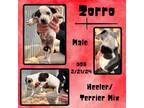 Adopt Zorro a Australian Cattle Dog / Blue Heeler