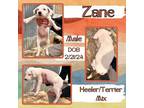 Adopt Zane a Australian Cattle Dog / Blue Heeler, Terrier