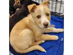 Adopt Addias AZ Rez a Australian Cattle Dog / Blue Heeler