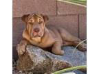 Adopt Kors Mel OS PDR/Scooby a Shar-Pei, Mixed Breed