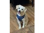 Adopt Biscuit a Miniature Poodle