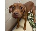 Adopt [phone removed] "Luke Duke" a Chocolate Labrador Retriever, Mixed Breed