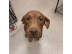 Adopt [phone removed] "Luke Duke" a Chocolate Labrador Retriever, Mixed Breed
