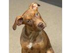 Adopt 808-008 "Bo-Duke" a Chocolate Labrador Retriever