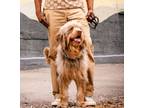 Adopt Bear a Wheaten Terrier, Golden Retriever