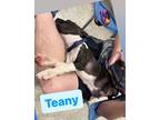Adopt Teany a Staffordshire Bull Terrier, Foxhound