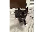 Adopt Little Nicky a Domestic Short Hair