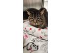 Adopt Walley-kchs a Domestic Short Hair