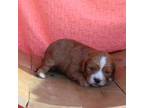 Cavapoo Puppy for sale in Ligonier, IN, USA