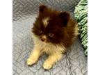Pomeranian Puppy for sale in Champlain, NY, USA