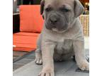 Cane Corso Puppy for sale in Kokomo, IN, USA