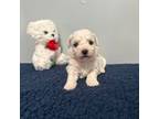Bichon Frise Puppy for sale in Summerville, GA, USA