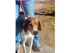 Adopt JACK a Hound, Treeing Walker Coonhound