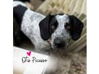 Adopt Otis Picasso a Cattle Dog, Beagle