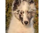 Shetland Sheepdog Puppy for sale in Ardmore, OK, USA