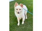 Adopt Sarge a Golden Retriever, Collie