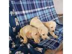 Labrador Retriever Puppy for sale in Grabill, IN, USA