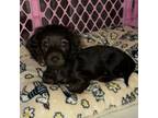 Dachshund Puppy for sale in Merrill, WI, USA
