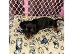 Dachshund Puppy for sale in Merrill, WI, USA