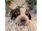 English Springer Spaniel Puppy for sale in Five Points, TN, USA